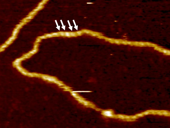 myosin V