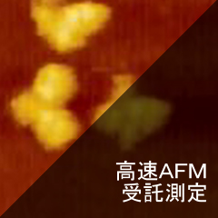 高速AFM 受託測定